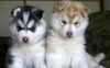 Cute and lovely Siberian husky puppies available